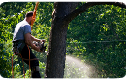 Tree Surgery